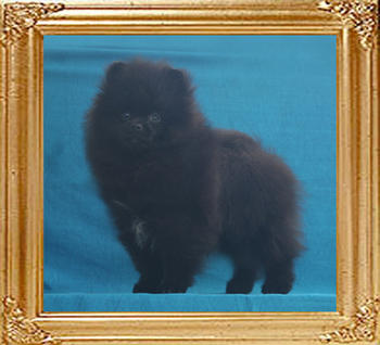 Yingyang_Black_Amarillo_3mo_3.3lbs_P6-6_4407.jpg