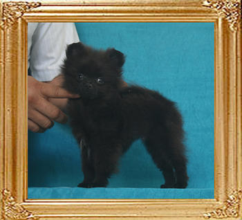 Yingyang_Black_Special_1.8lbs_2mo_3wk_P6-6_3993.jpg