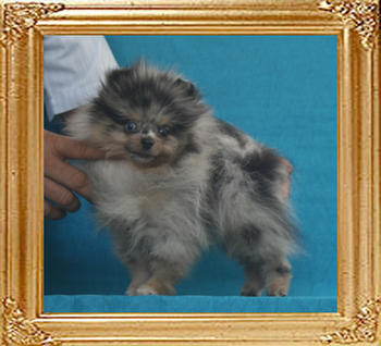 Yingyang_Blue_Danube_1.8lbs_3mo_P6-6_3568.jpg