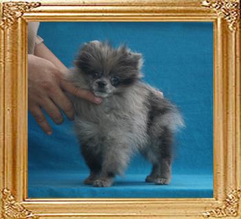 Yingyang_Blue_Patchwork_2mo_3wk_1.9lbs_3419.jpg