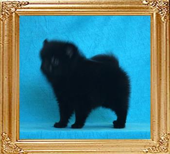 Yingyang_Camille_2mos_1.7lbs_framed.jpg