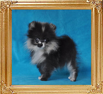 Yingyang_Harlequin_Express_46004_3_mo_1.1lbs_2011-09-16.jpg