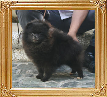 Yingyang_Lindt_Gammon_1yr_2mon_5.5lbs_5224.jpg