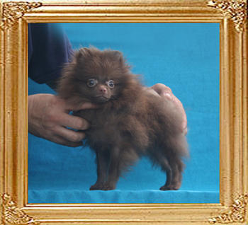 Yingyang_Mariano_OntanonP6-6_2.2lbs_4mo_1514.jpg