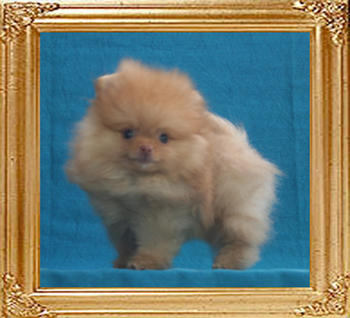 Yingyang_Mister_Mister_0.88lbs_2mo_2wk_3715.jpg