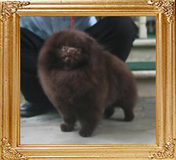 Yingyang_Royce_Liquorice_1yr_6mon_7.15lbs_6847.jpg