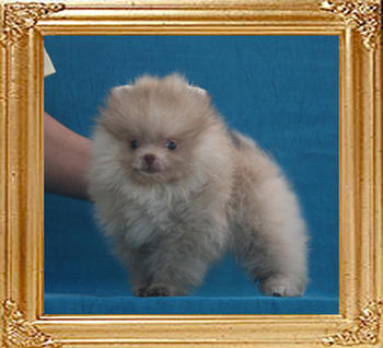 Yingyang_Uncommon_Zeala_2mo_1wk_0.99lbs_P6-5_4715.jpg