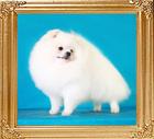 153_Ph_Ch_Canton__Marshmallow.jpg