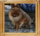 Canton_Dreamin_of_Rose_1yr_8mo_2.2lbs_4996.jpg