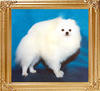 154_Ph_Ch_Mustangs_Exotic_First_Frost.JPG