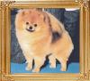 32543z_Avalons_Prince_Charming_Ch.jpg