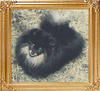 36629z_Lovely_Valentina_Debutante_Ch.jpg