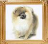 9995z_Bachmans_Precious_Jewel_Ch.jpg