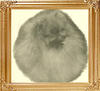 Aristic_Little_Moneybug_Ch_47688.jpg