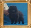 Canton_Alan_Dreamboy_3mo_2wk_2.86lbs_P6-4_4369.jpg