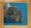 Canton_Andrea_Jazz_1.1lbs_2mo_1wk_P6-6_0373.jpg