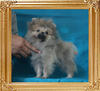 Canton_Andwari_Silver_2.09lbs_3mo_3wk_P6-5_0740.jpg