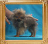 1.6lbs at 4months 2weeks Canton_Anona_Ashlin_1.6lbs_4mo_2wk_P_6-4_5714.jpg