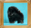 Canton_Baccarat_1.1lbs_2mo_1wk_47057.jpg