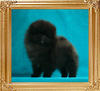 Canton_Black_Jack_1.3lbs_2mo_1wk_47058.jpg