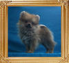 Canton_Bold_Belief_1.43lbs_2mo_1wk_2443.jpg