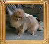 4lbs at 1year Canton_Broadway_Melody_1yr_4lbs_6108_.jpg