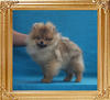 2.2lbs at 4months 2weeks Canton_Candace_Copper_2.2lbs_at_4mo_2wk_7474.jpg