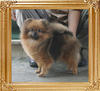 Canton_Casino_Royale_2yr_4mo_5.72lbs_8537.jpg
