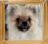 Canton_Diamond_Fox_5699.jpg