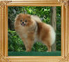 5lbs 22cm at 13months Canton_Dowager_Empress__13mo_22cm_5lbs_47013.jpg