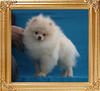 Canton_Dream_Rex_P6-6_2.6lbs_4mo_1536.jpg