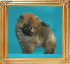 0.9 at 1month 3weeks Canton_Enchanted_1mo_3wk_47387.jpg