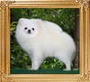 Canton_Fair_Fleur_1yr_2wk_4.5lbs_46083.jpg
