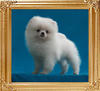 Canton_Fair_Game_6302__2.5lbs_3mo_6-6_47526.jpg