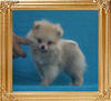 Canton_Fox_Strut_1.43lbs_P6-6_2mo_3wk_5667.jpg