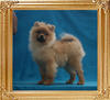 Canton_Geneva_Davida_4lbs_at_4mo_3wk_P6-5_5799.jpg