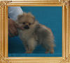 Canton_Glenda_Glonda_1.6lbs_3mo_P6-6_3632.jpg