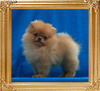 Canton_Golden_Charm_1.1lbs_2mo.jpg