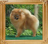 Canton_Gypsy_Charm_9mo_1wk_47019.jpg