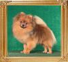 Canton_Harvey_on_Fire_5_lbs_10mo_2_weeks1872.jpg
