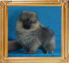 Canton_Honor_Blackman_1.54lbs_2mo_1wk_2786.jpg