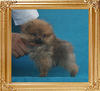 Canton_Hot_Francoise_1.4lbs_3mo_P6-5_3494.jpg
