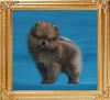 Canton_Illusion_Ilona_1.4lbs_2mo_49537.jpg