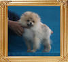 Canton_Kyle_Kristen_P6-6_3.3lbs_4mo_3wk_1417.jpg