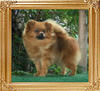 Canton_La_Vie_En_Rose_1yr_2mo_5.5lbs_46056.jpg