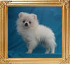 Canton_Lark_In_The_Sky_2mo_2wk_2.2lbs_49590.jpg