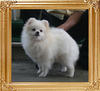 Canton_Lashika_Linda_6.05lbs_2yr_10mo_6417.jpg