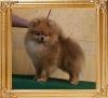 Canton_Love_On_Fire_9_mos_2_wks_4.2lbs_4435.jpg