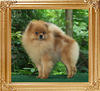 3years 10months Canton_Luky_Attraction_3yr_10mo_18244.jpg