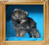 Canton_Maybe_I_Will__1.1lbs_2mo_2wk_P6-6_0241.jpg